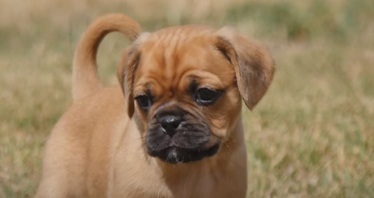 10 Things You Didn’t Know About the Pugalier