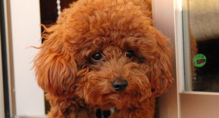 Are Red Poodles Safe to Have?