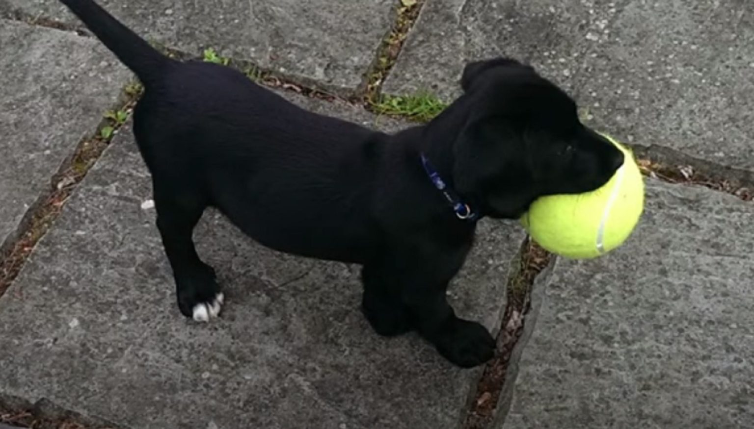 10 Things You Didn't Know About the Springador