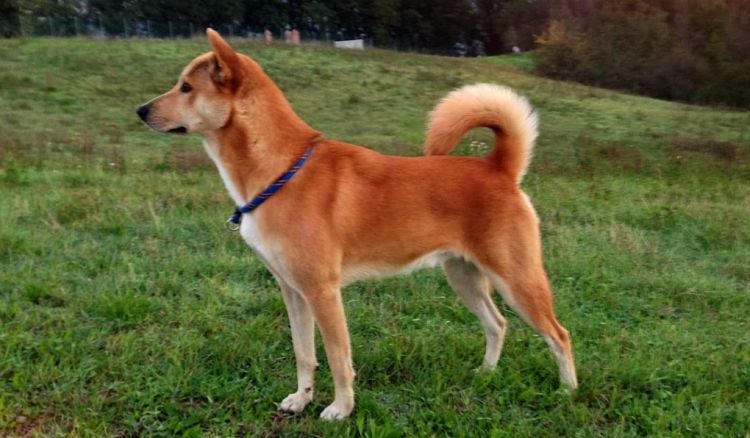 10 Things You Didn’t Know About the Canaan Dog Breed