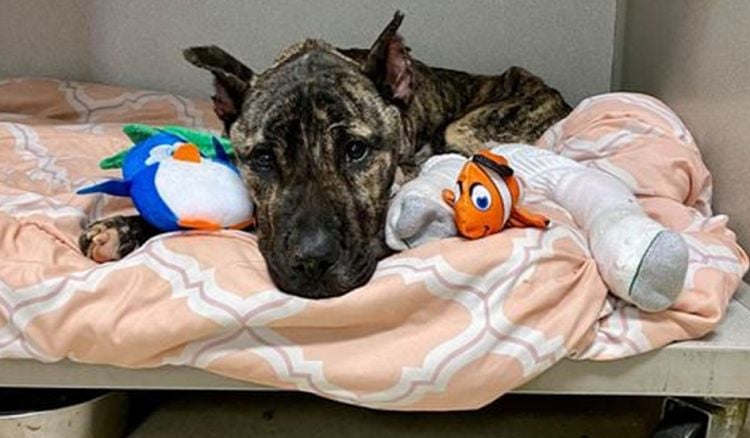 Dying Dog Dumped in Parking Lot Recovering at Kentucky Rescue