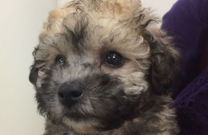 10 Things you Didn’t Know About the Poochon