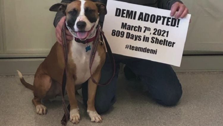 Dog Waits 809 Days and Final Gets Adopted in St. Louis Shelter