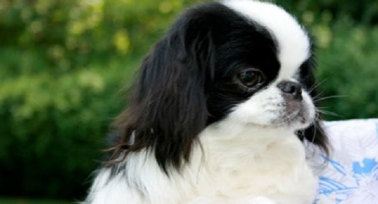 20 Things You Didn’t Know about The Japanese Chin