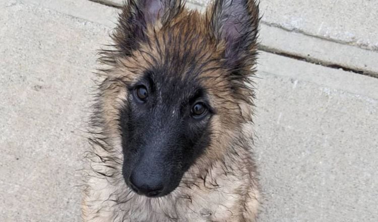 10 Things You Didn’t Know about The Belgian Tervuren