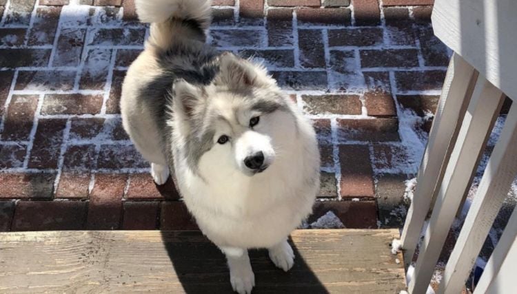 Huskimo breed hot sale