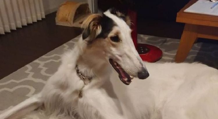 10 Things You Didn’t Know About the Borzoi