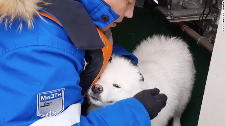 Dog Rescued after Wandering through Arctic Ice for More than a Week
