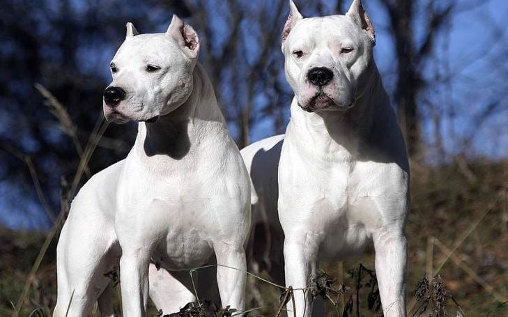 10 Things You Didn’t Know about The Cordoba Fighting Dog