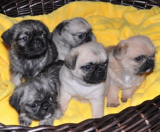 10 Things You Didn’t Know about The Pug Zu