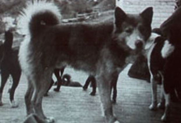 10 Things You Didn’t Know about The Tahltan Bear Dog