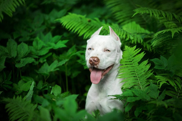 White Pit Bull