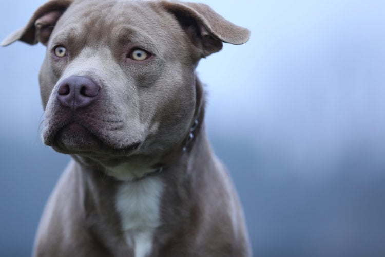 what are the rules for keeping a american pit bull terrier in jersey