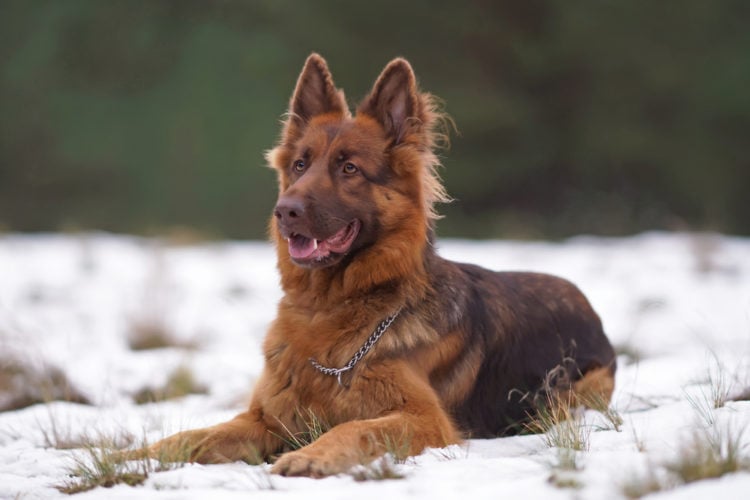 Liver German Shepherd