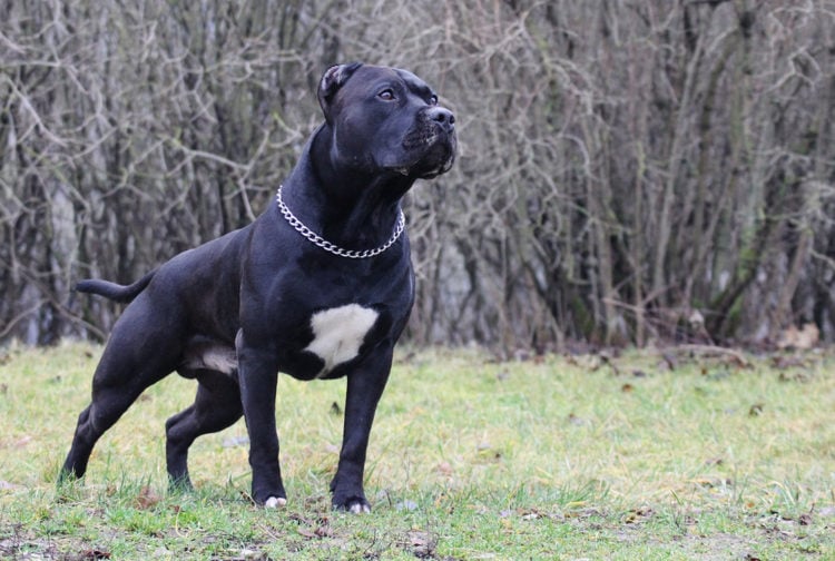 how much is a all black pitbull