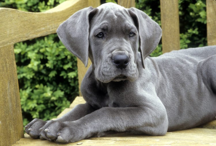 Great Dane