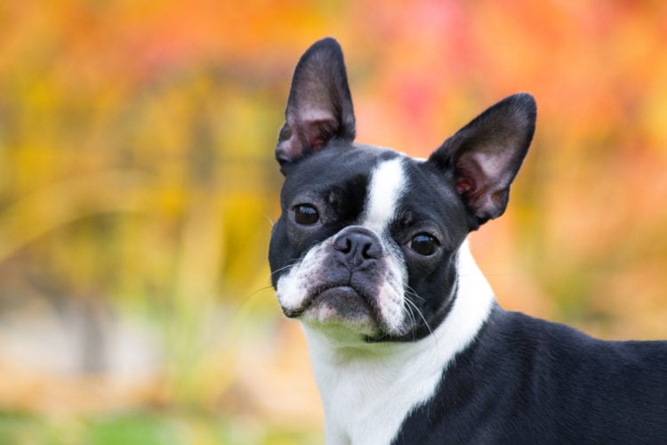 A Complete Price Guide for the Boston Terrier