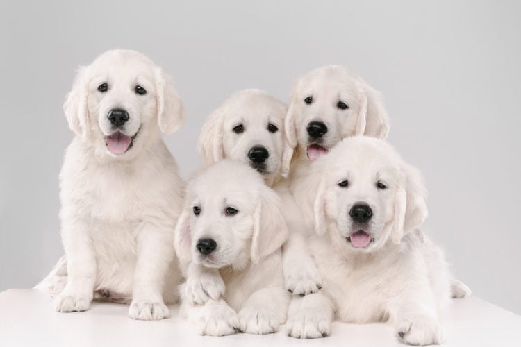 English Cream Golden Retriever