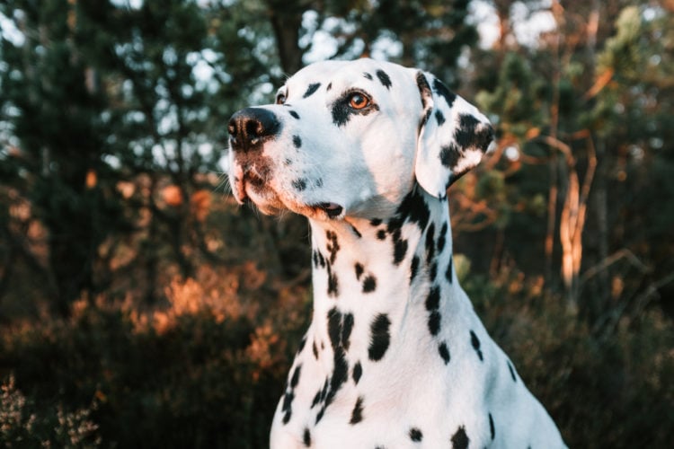 white dog with black spots