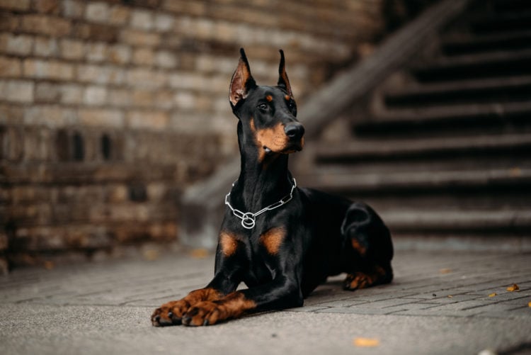 Doberman Pinscher