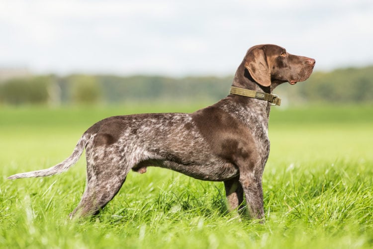 how much do bird dogs cost