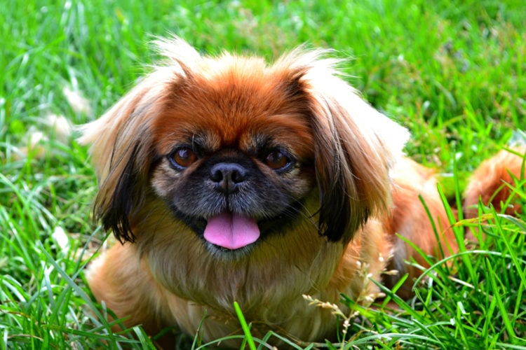 Pekingese