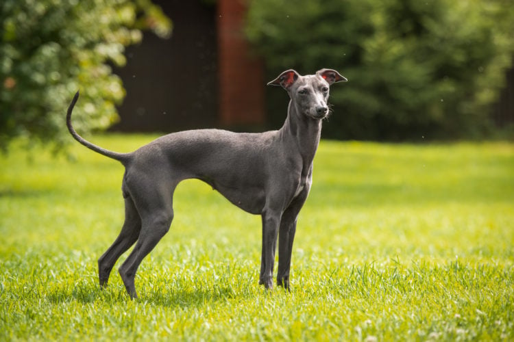 Italian Greyhound: Size, Color, Cost, Lifespan & More - Canine Journal