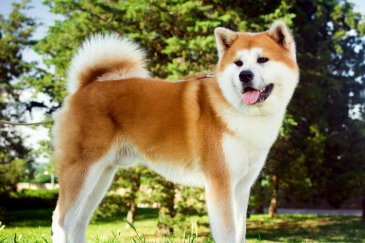 how much money should a akita cost