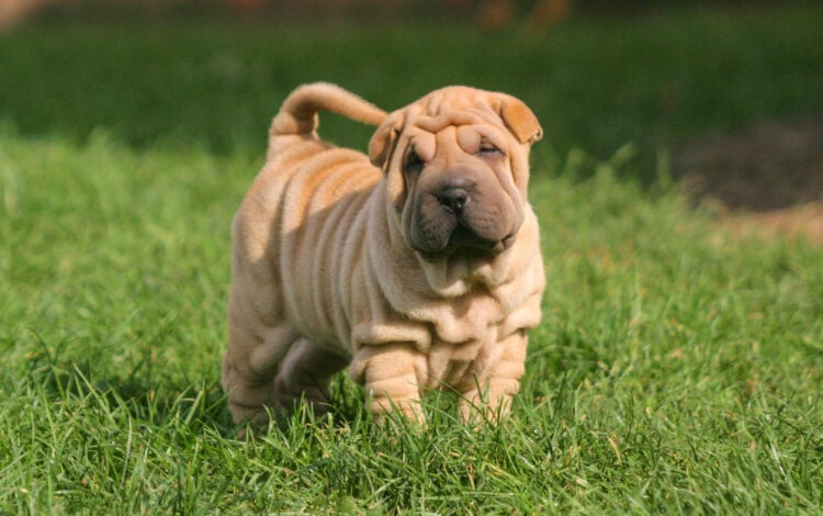 Miniature shar hot sale pei price