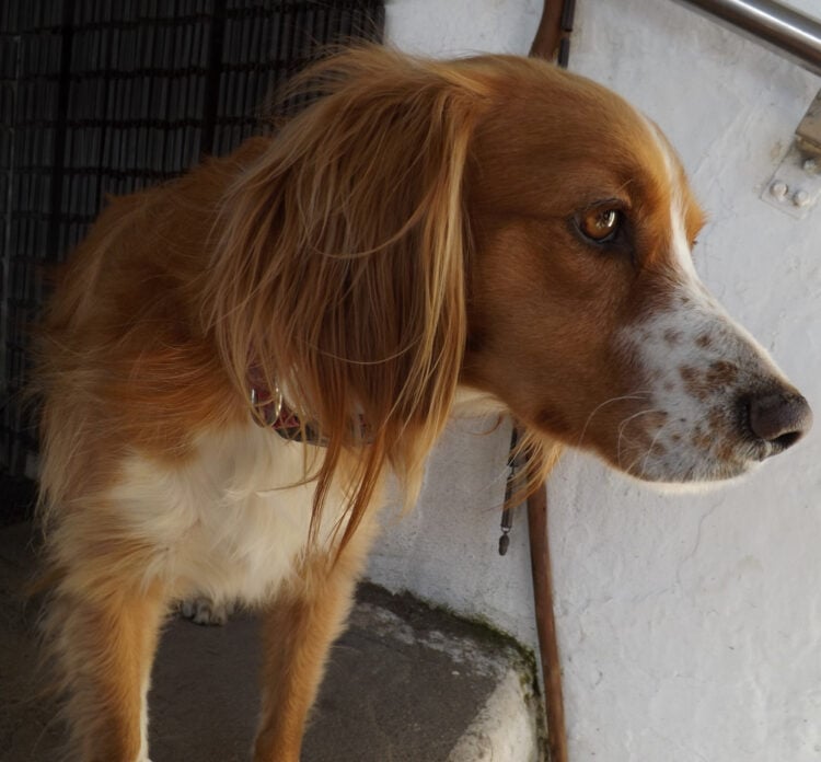 Brittany Spaniel