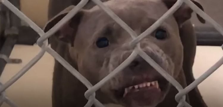 No One Thought This Growling Pit Bull Would Make It Out Of The Shelter