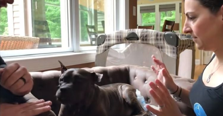 Senior Pit Bull Gets Contact Lenses and Her Joy is Amazing