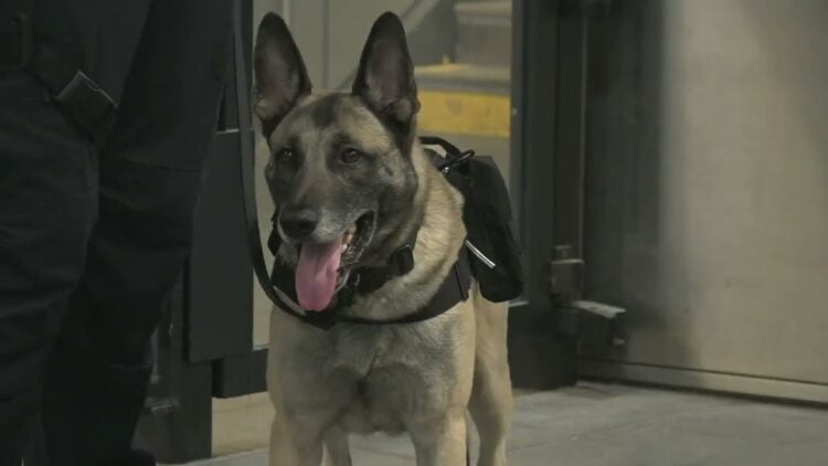 Police Dog