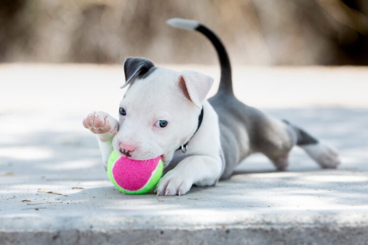 Pitbull Puppy