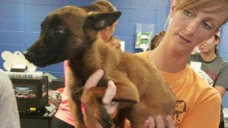 Stray Puppy With Crooked Leg Rescued and Is Now Thriving