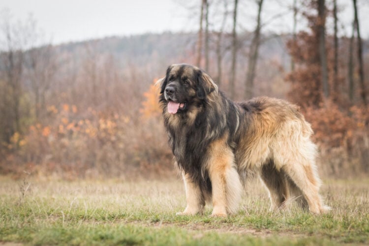 10 Dog Breeds Similar to the Newfoundland