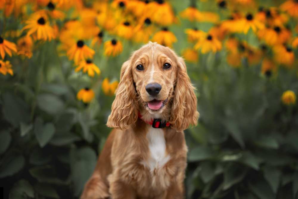 10 Dog Breeds Similar to the Golden Retriever