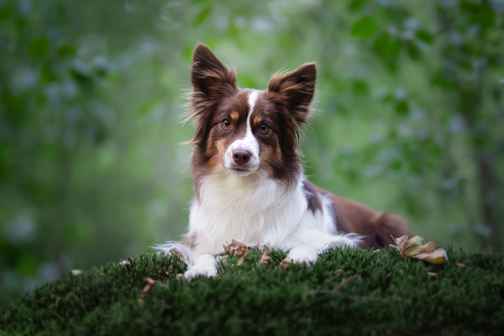 10 Dog Breeds Similar to the Australian Shepherd