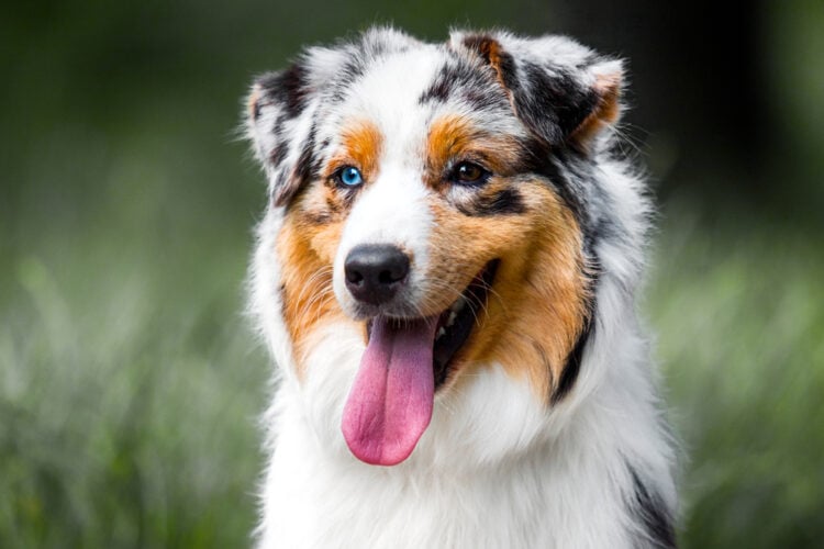 are mini australian shepherds good with other dogs