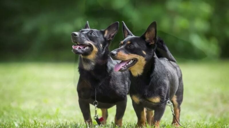 Lancashire Heeler