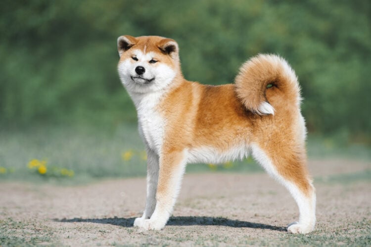 are akitas types of huskies