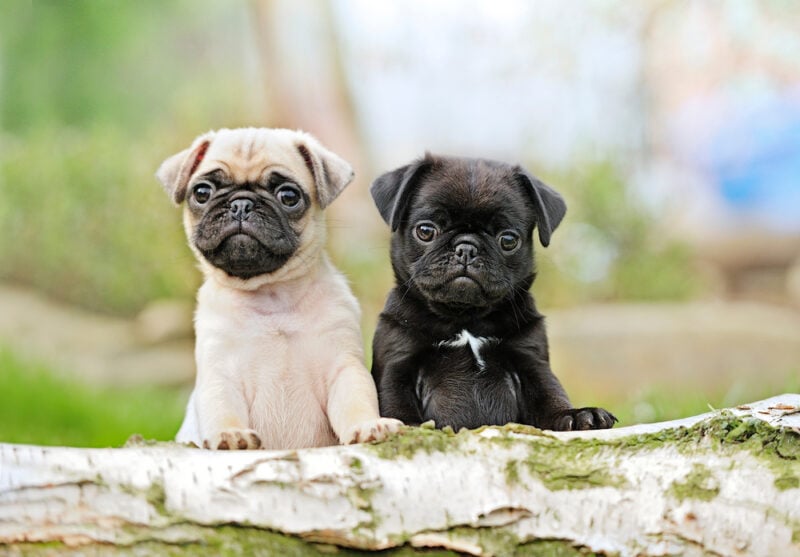 are black pugs smaller