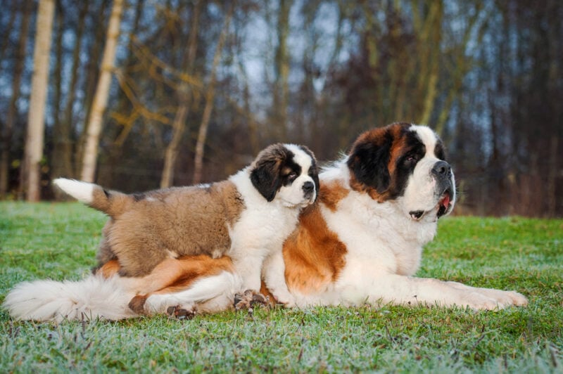 are mastiffs bigger than saint bernards