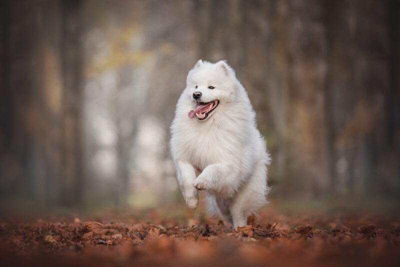 Samoyed