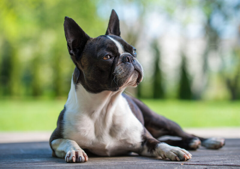 10 Dog Breeds Similar to Boston Terrier