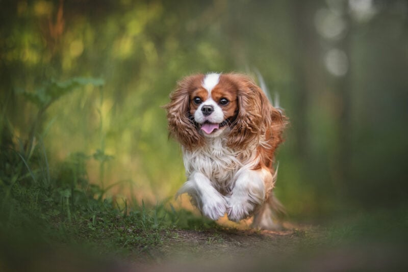 Cavalier King Charles