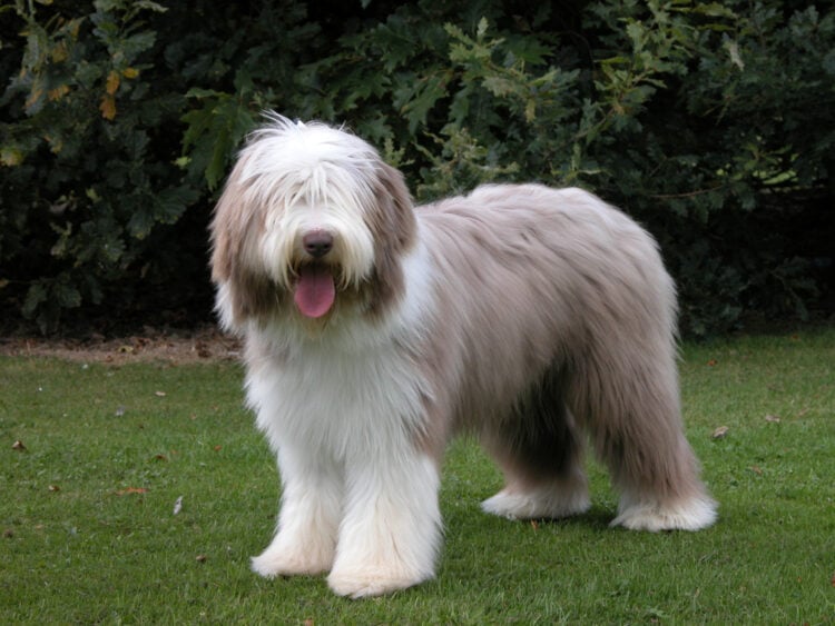 Bearded Collie