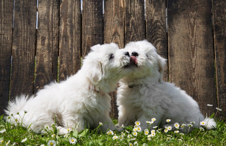 Coton de Tulear