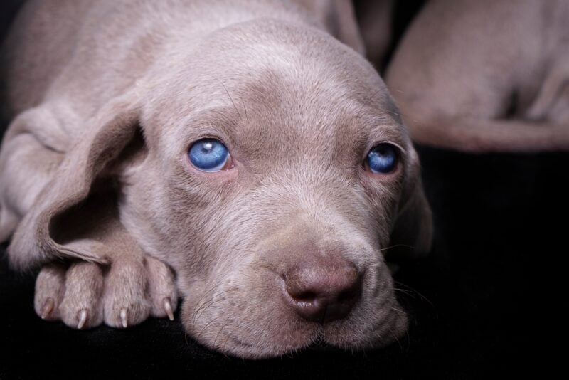 Similar dogs to store weimaraner