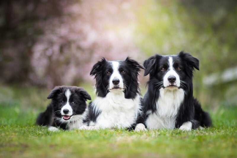 are border collies color blind